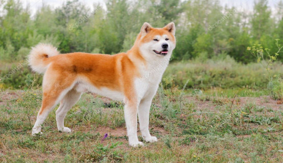 Anjing akita